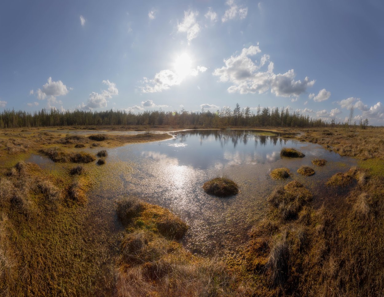 Сюрьевское болото