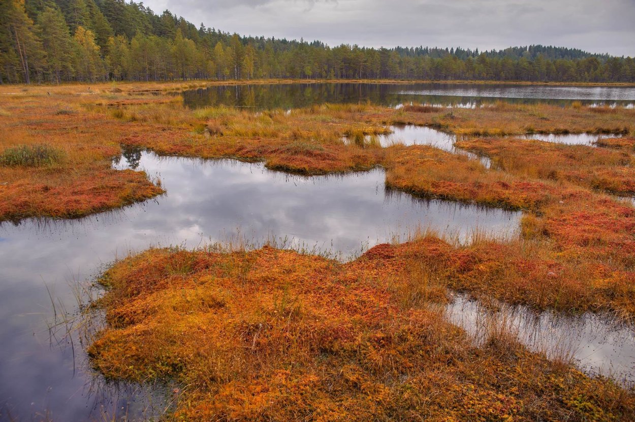 Болотистые почвы Петербурга