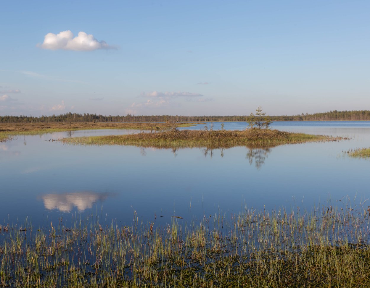 Мавринское болото Ленинградская область