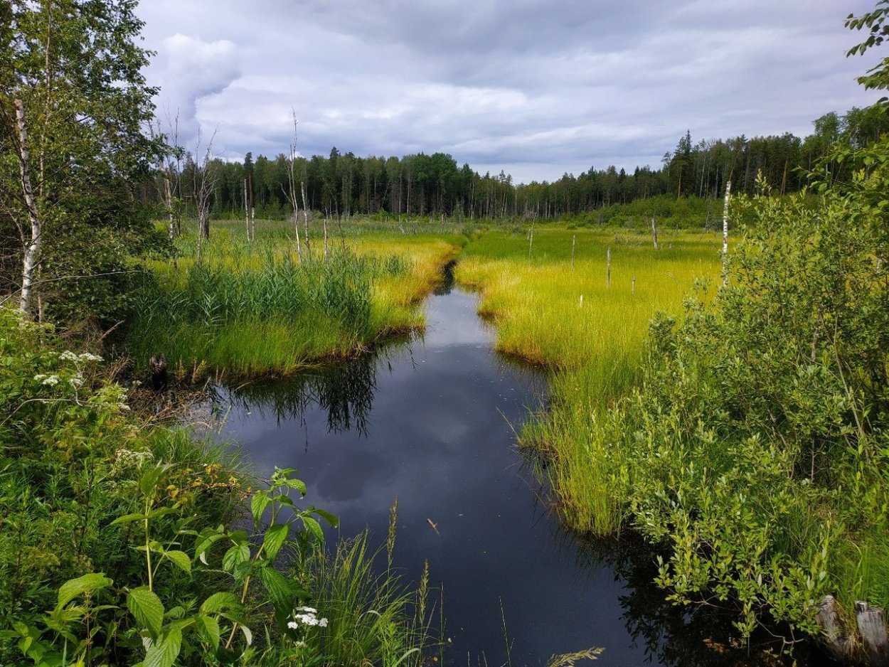 Мшинское болото заповедник Ленинградской области