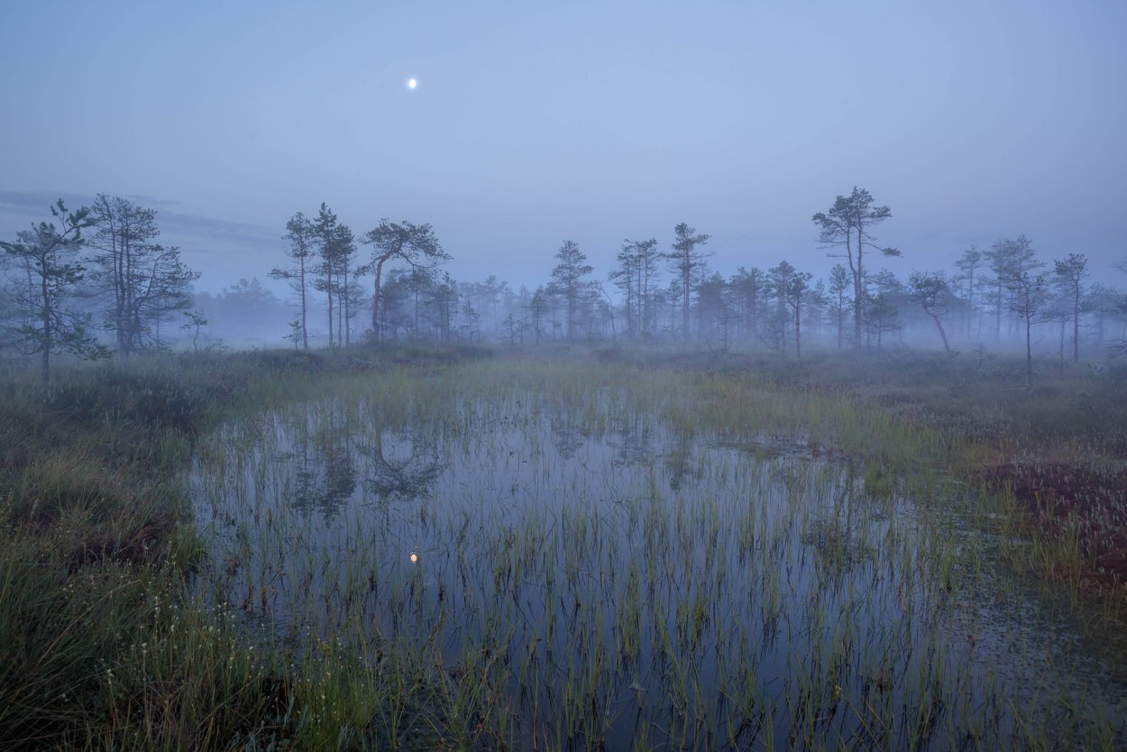 Тахтинское болото