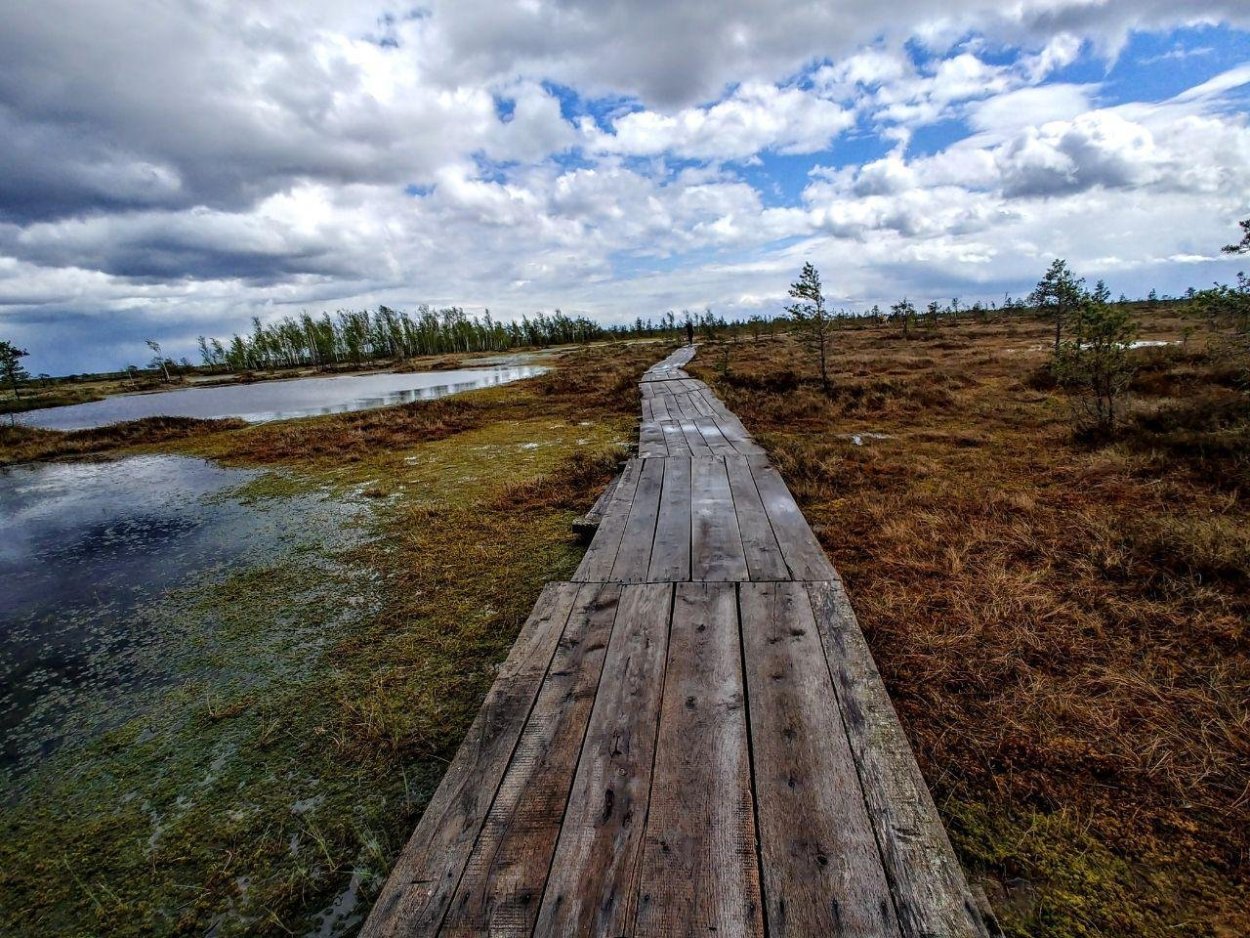 Болотный массив Ельня