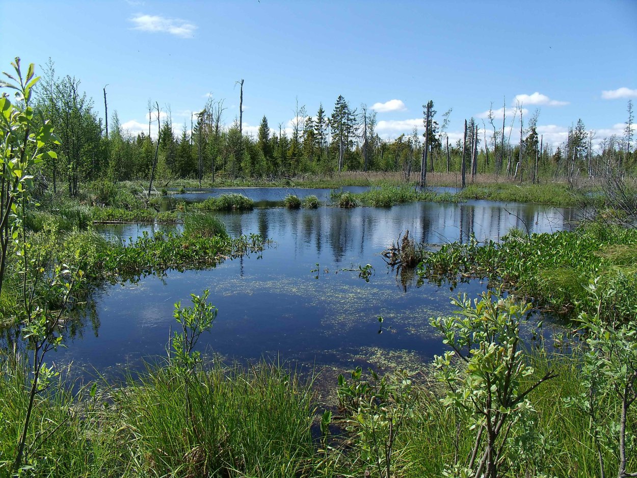 Карелия царь болото
