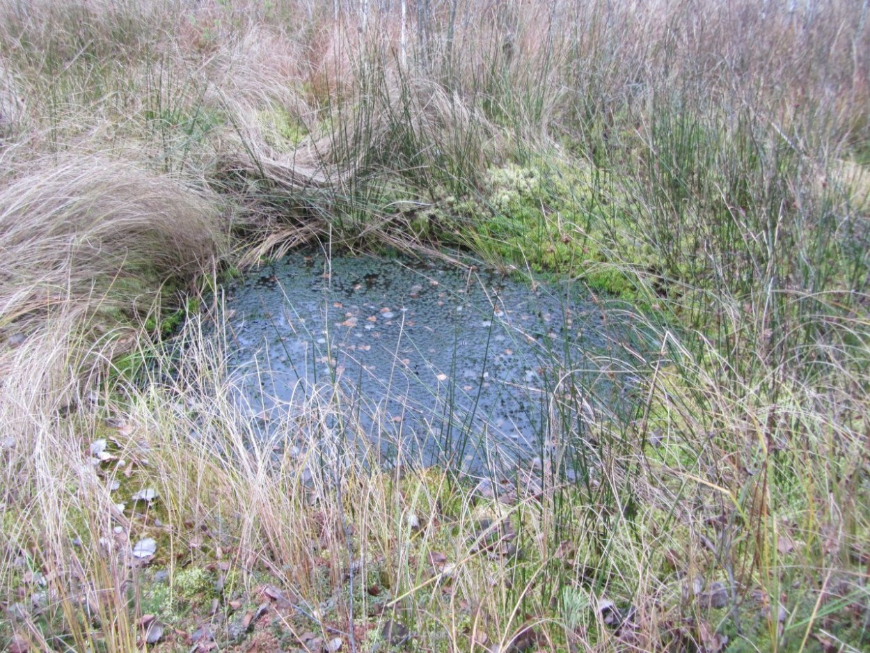 Ландшафтный заказник Ольманские болота