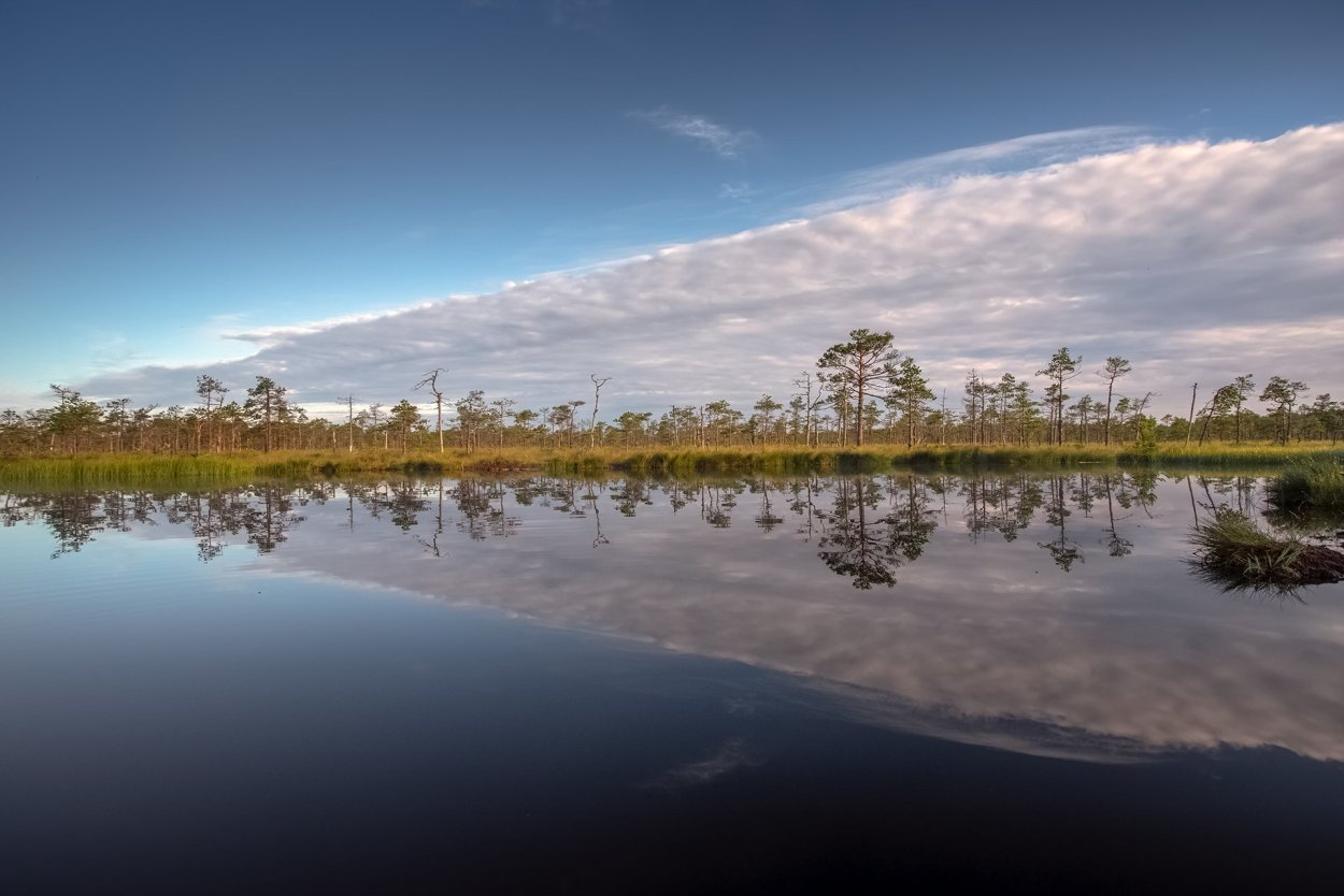 Мухинское болото Ленинградской области