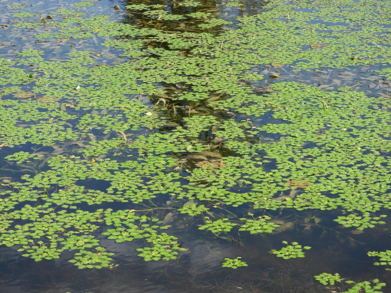 Верхневолжский водно-болотный комплекс