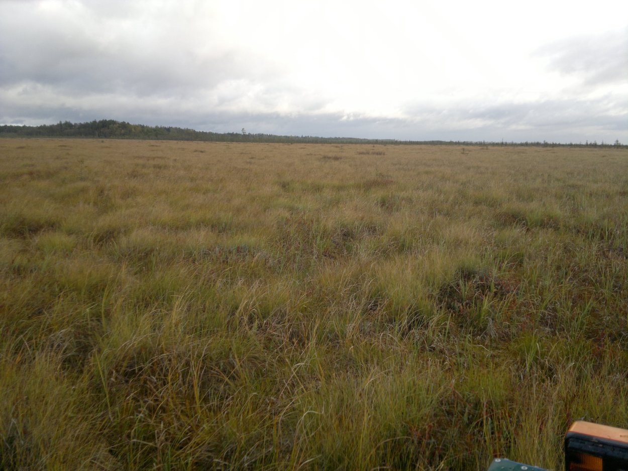 Болото Волкосарское