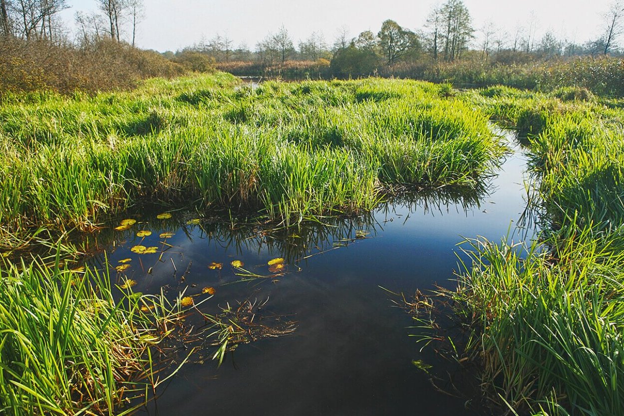 Низинные (эвтрофные) болота