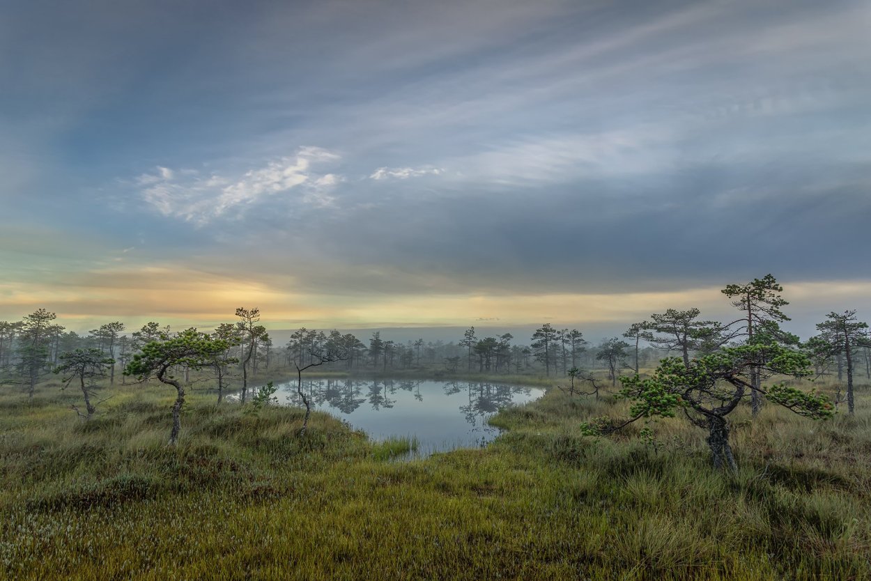 Мавринское болото