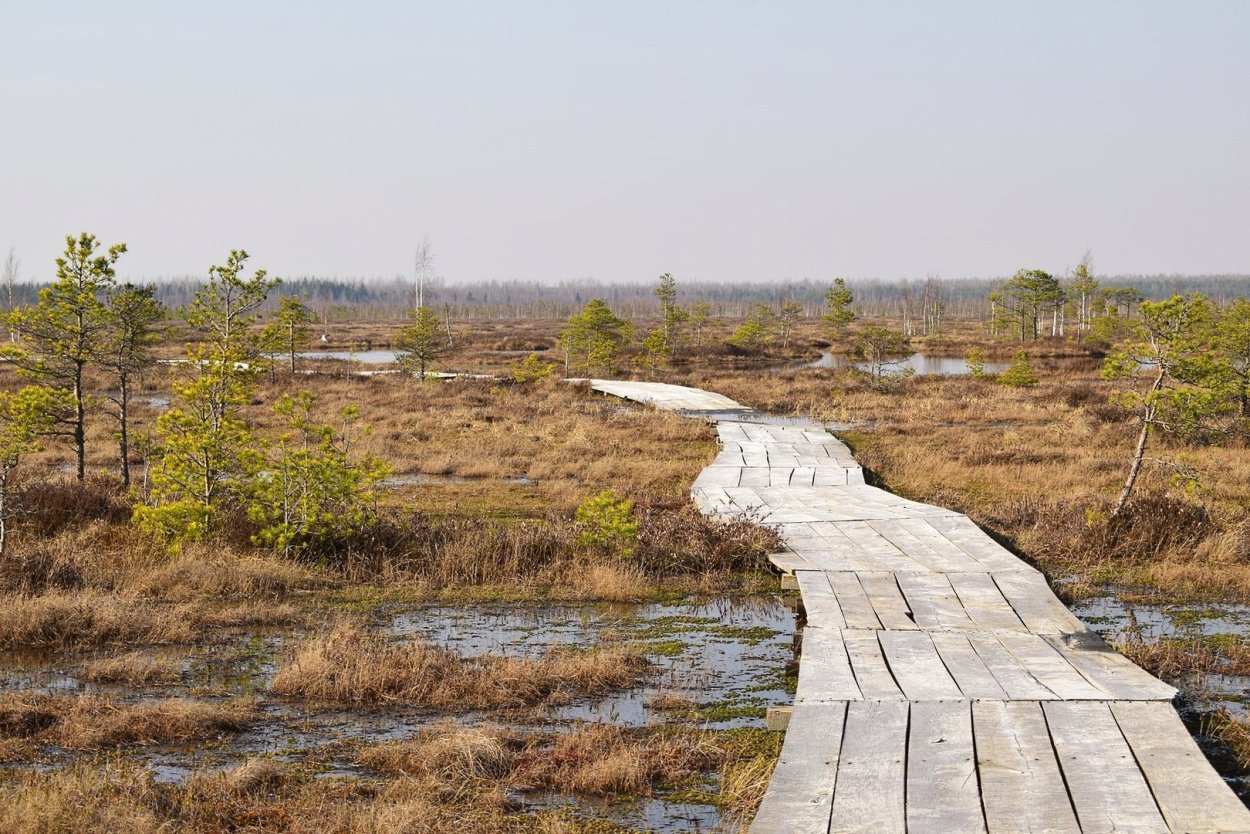 Болотно-Озёрный комплекс Ельня