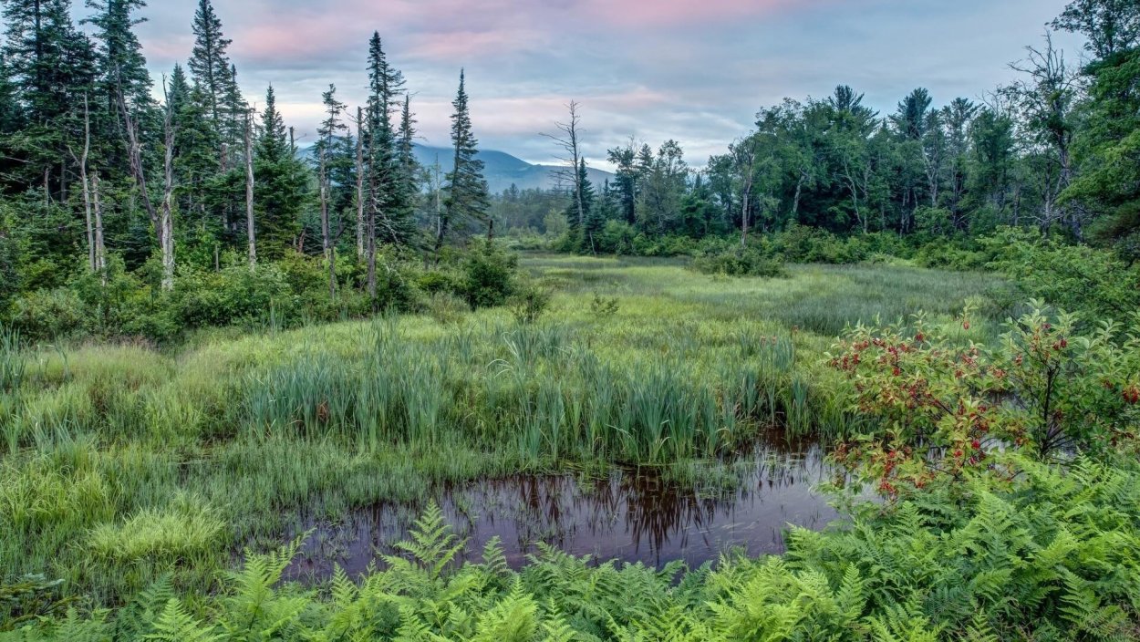 Таловские болота