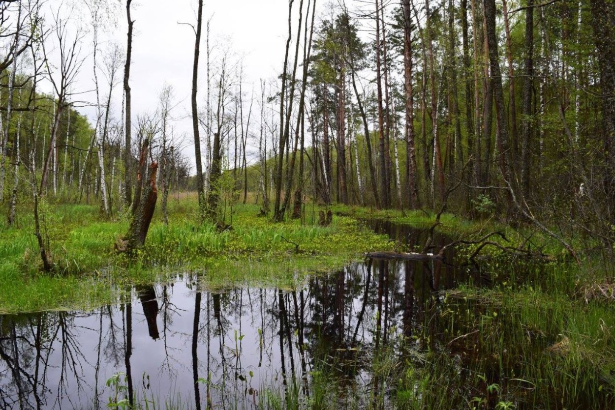 Припятские болота в Белоруссии