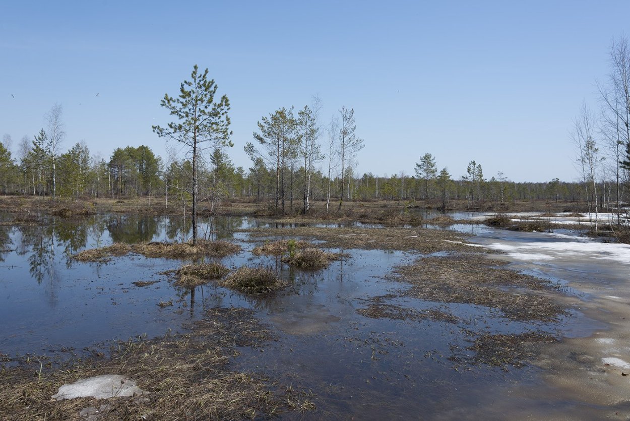 Кайские болота Кировская