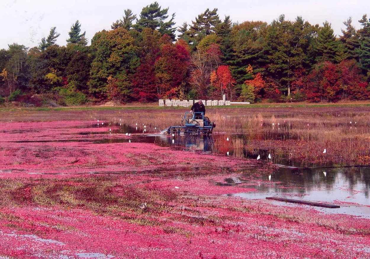 Красное болото Мозырь