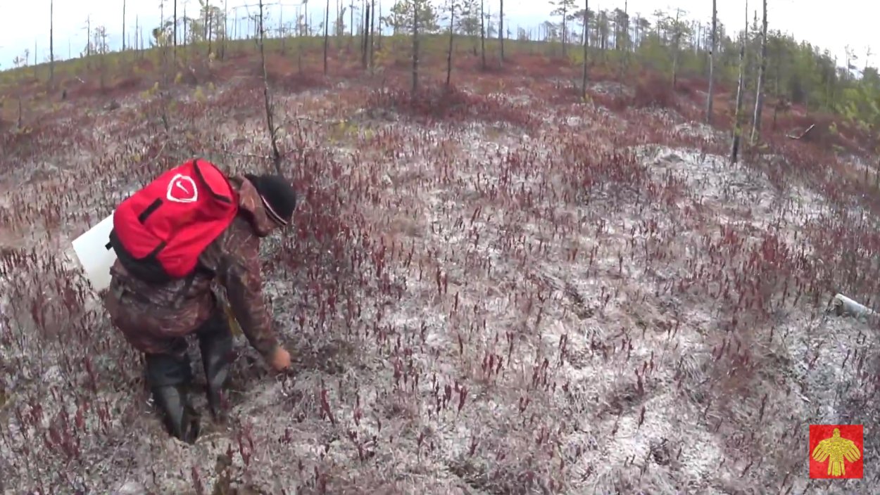 Мавринское болото клюква