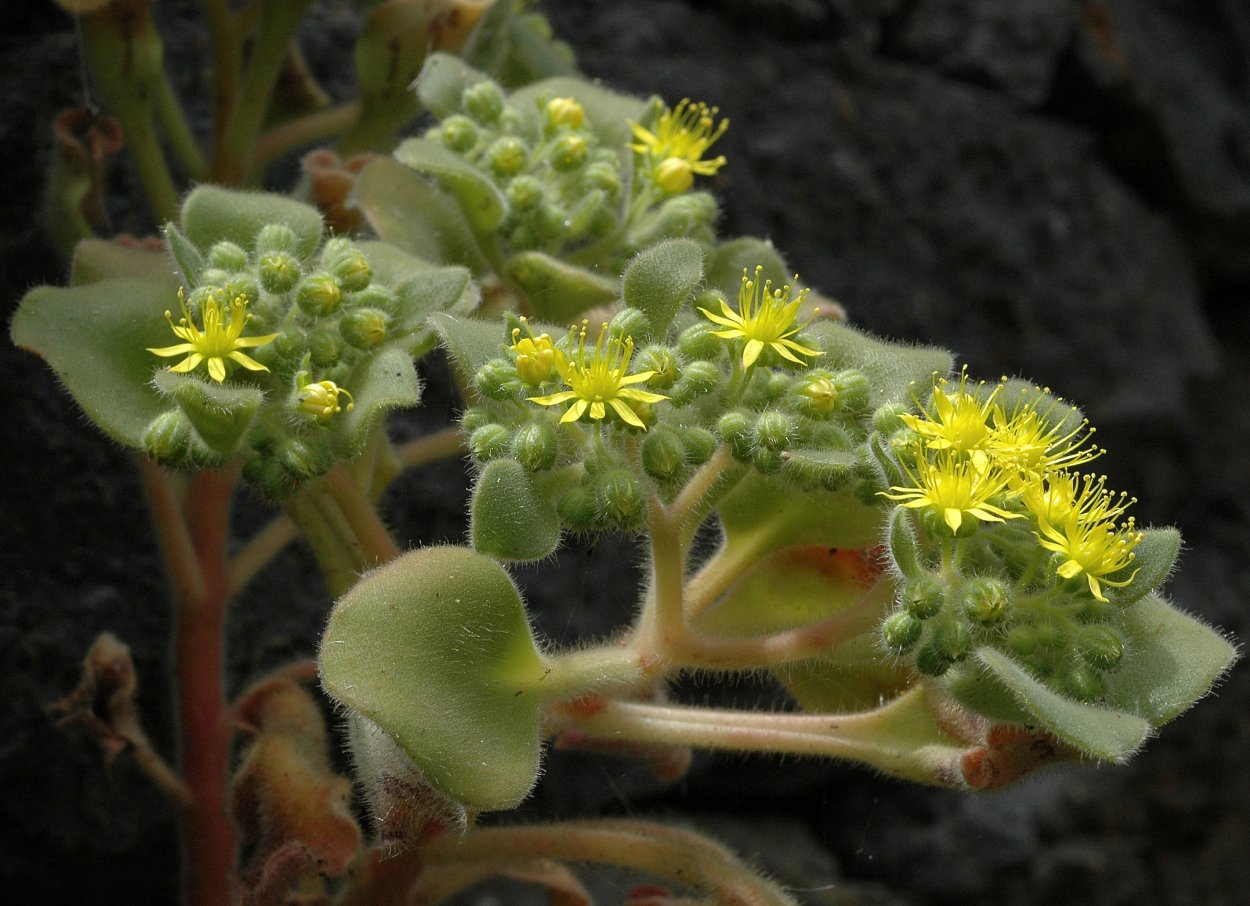 Аихризон цветок