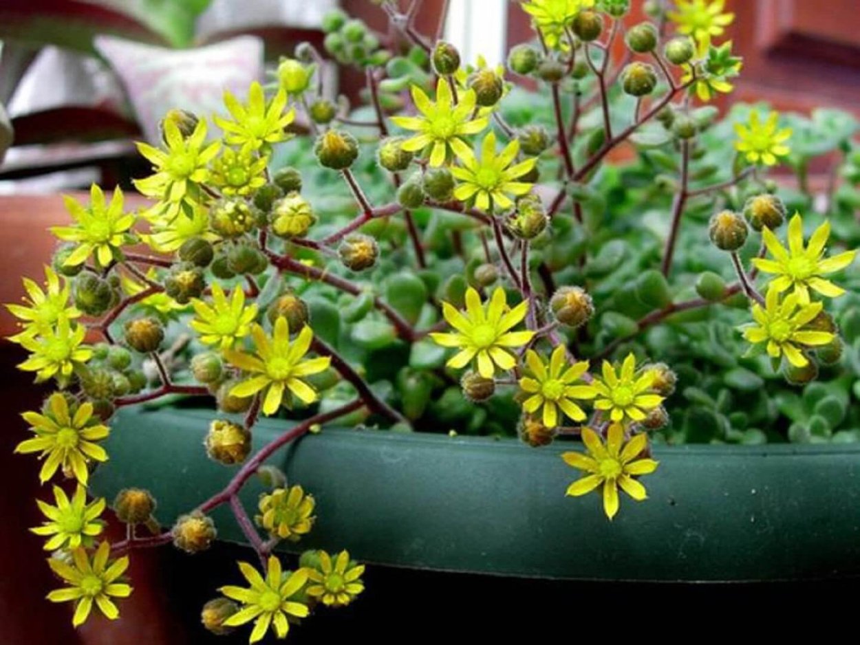 Аихризон цветок