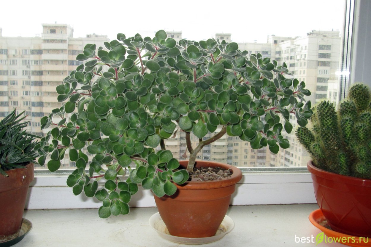 Аихризон Бетанкура