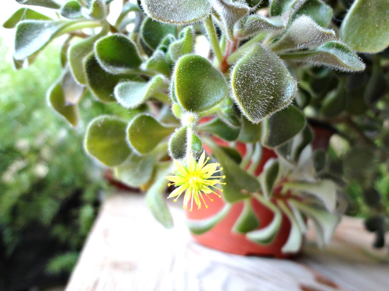 Аихризон Росток