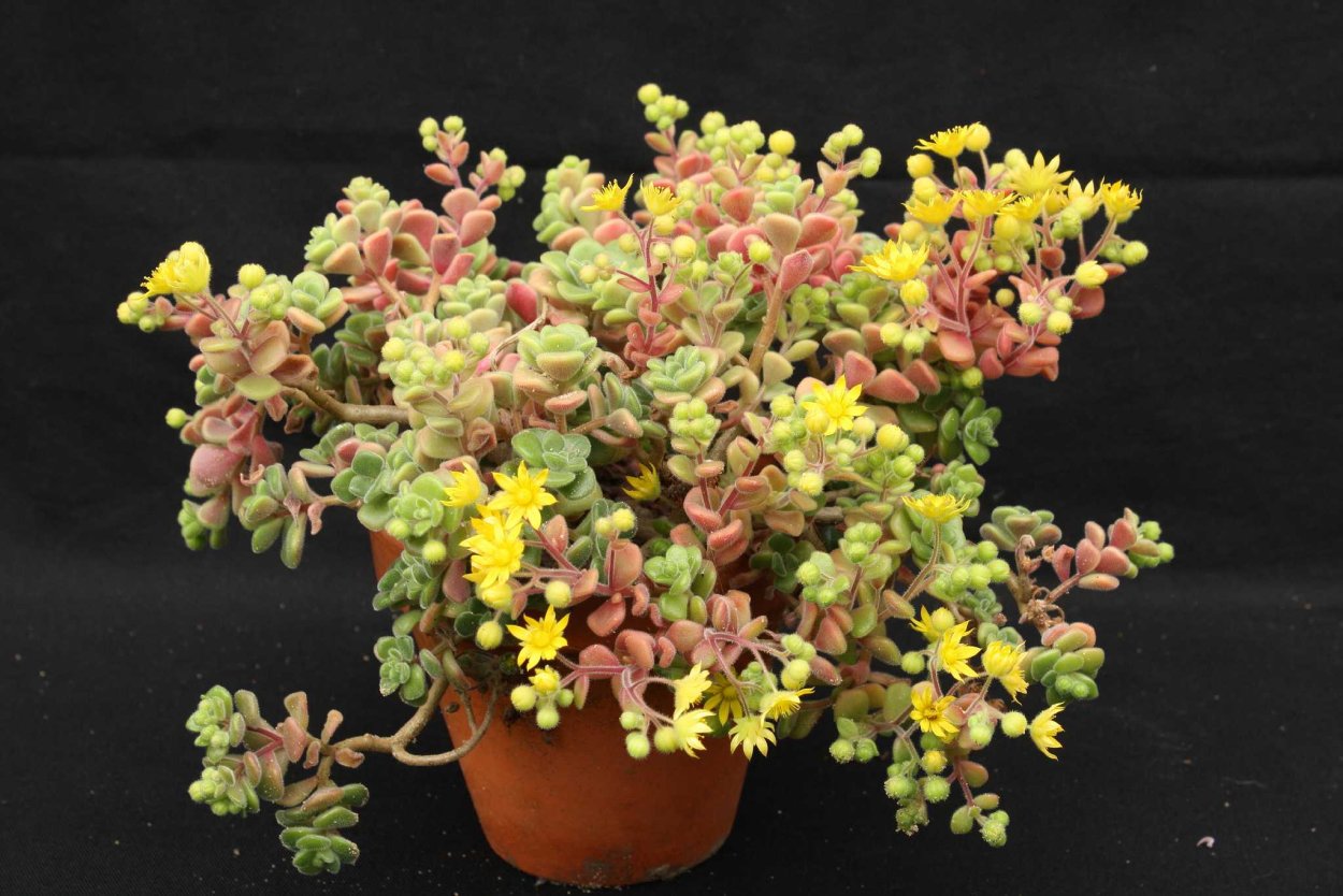 Аихризон дерево любви