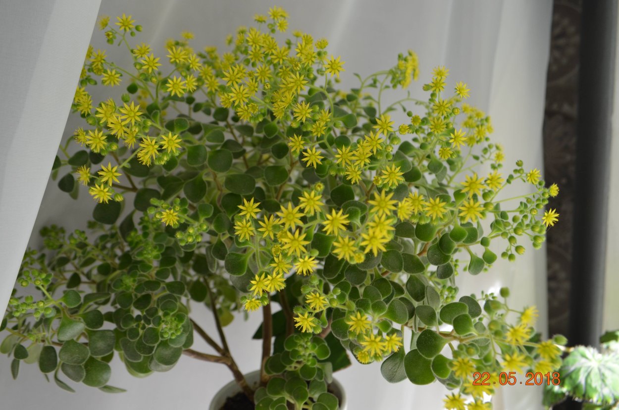 Аихризон очитколистный