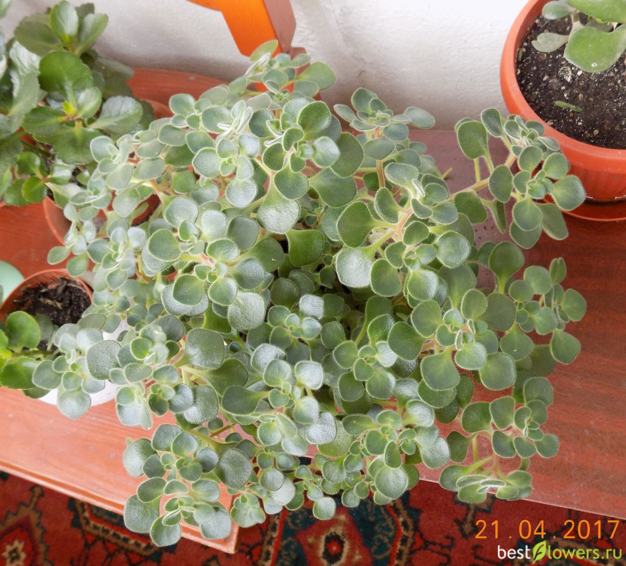 Толстянка аихризон