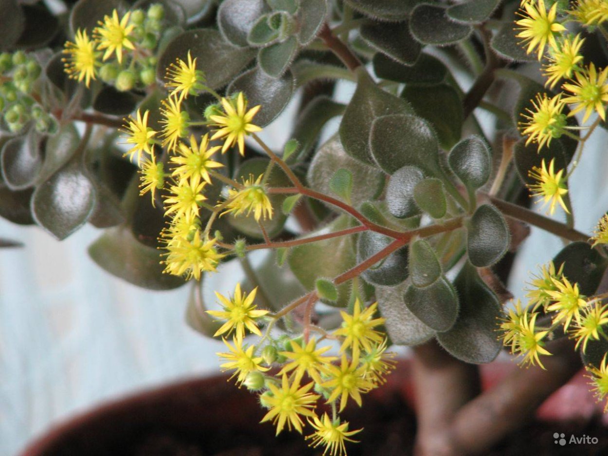 Толстянка аихризон