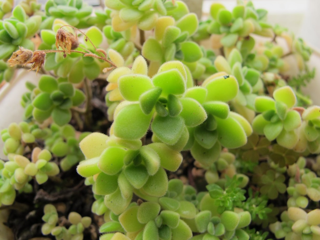 Аихризон суккулент