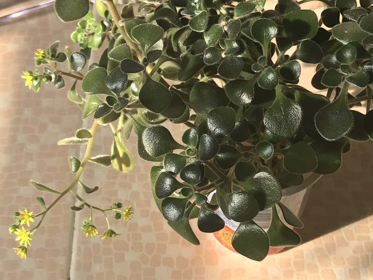 Аихризон листья сердечками красивые