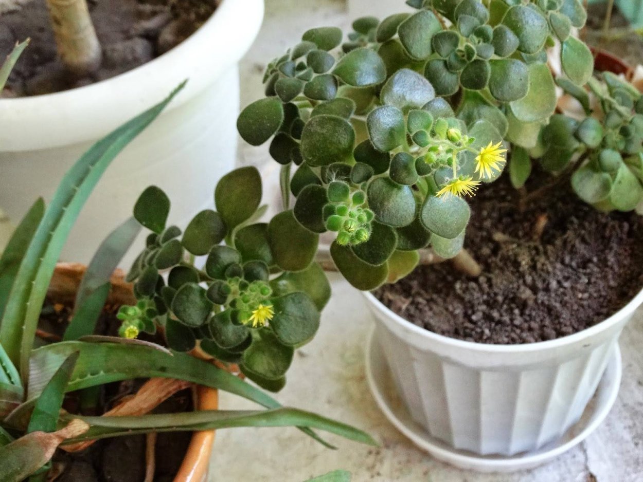 Аихризон цветок