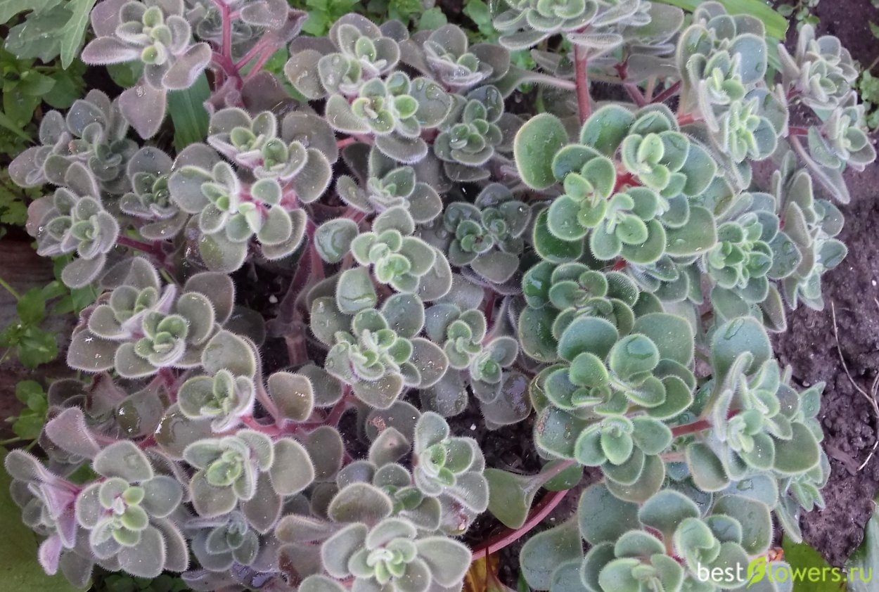 Аихризон вьющийся