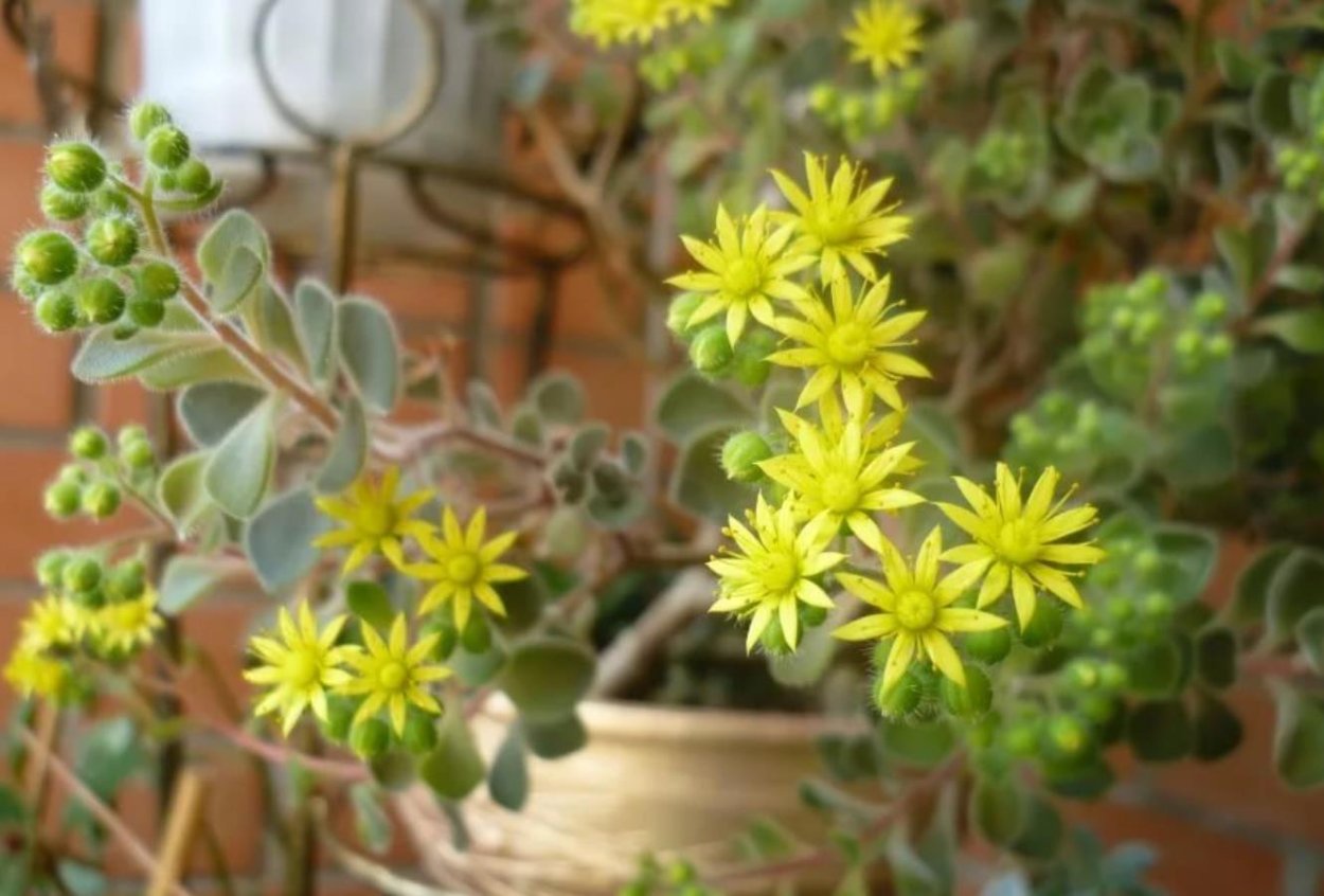 Аихризон суккулент