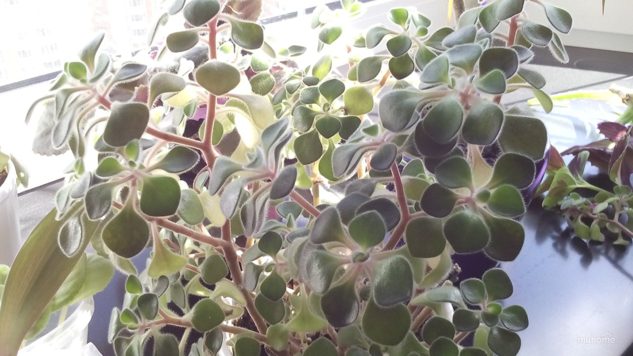 Калатея, аихризон, Мирт, Хойя