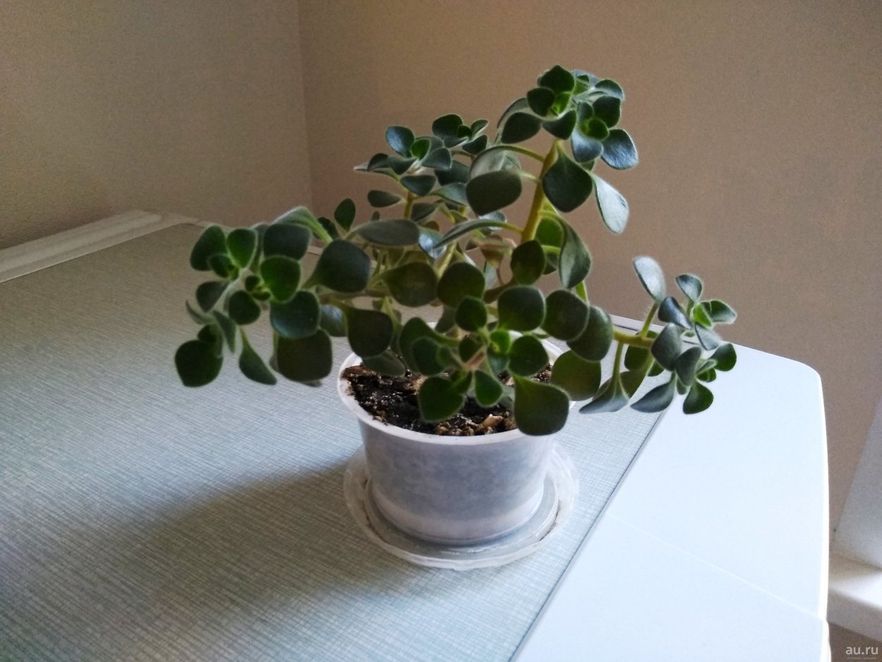 Аихризон корни