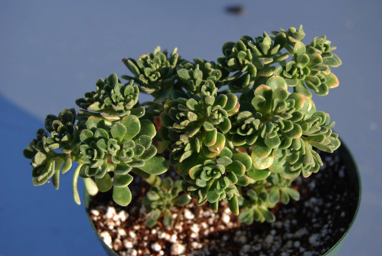 Аихризон цветок