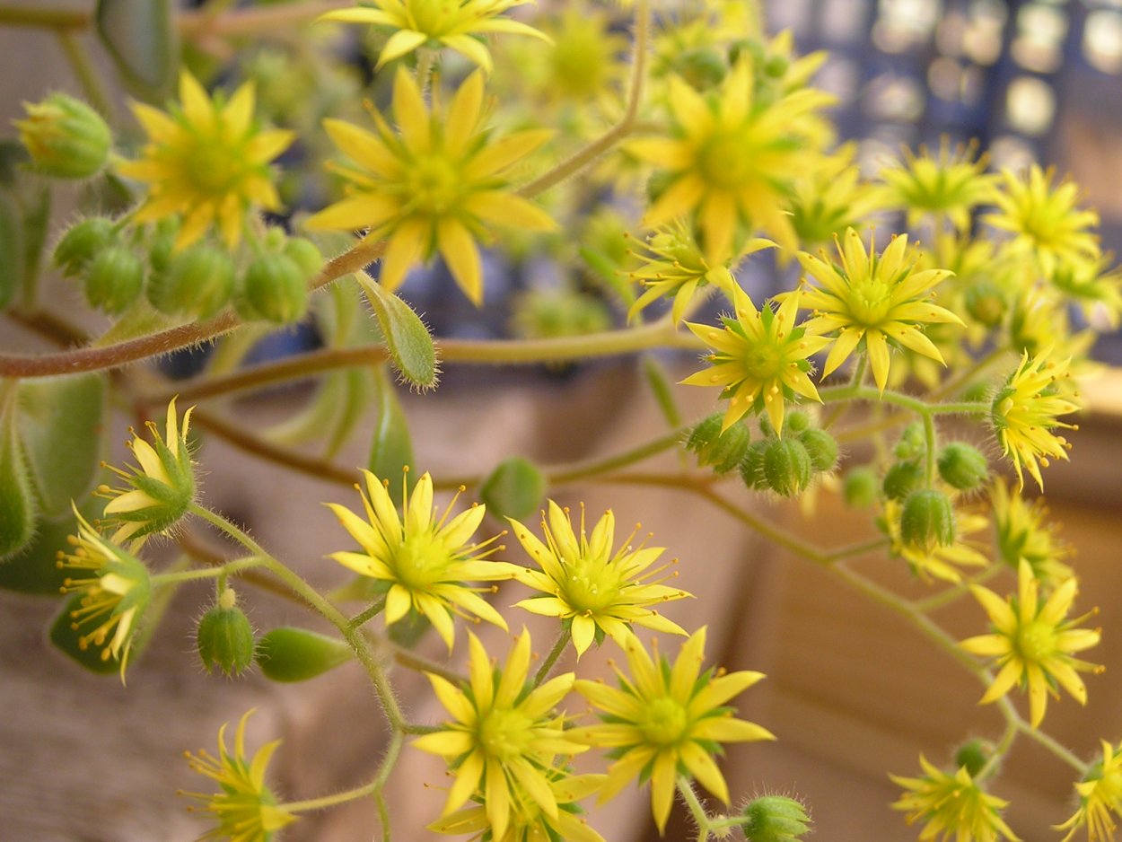 Аихризон точечный