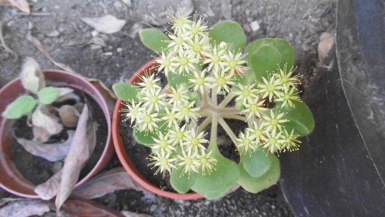 Аихризон очитколистный