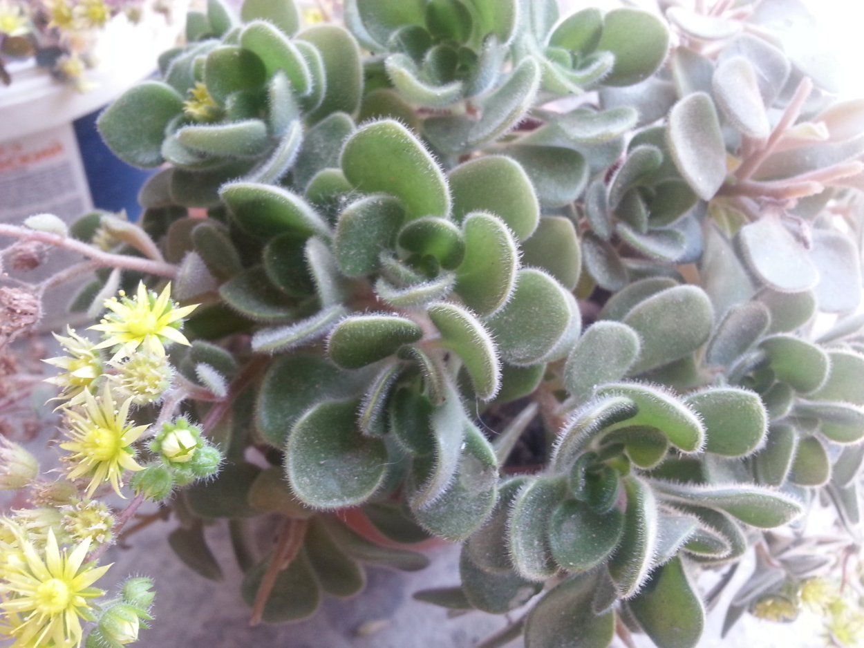 Ампельный аихризон