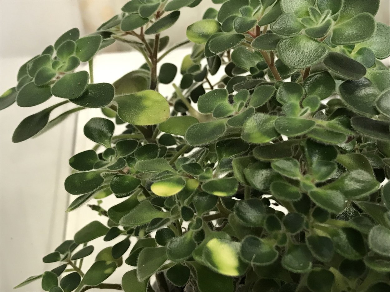 Фикус аихризон