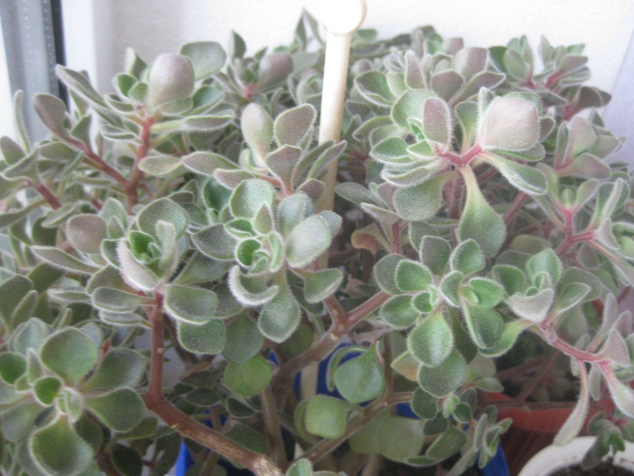 Цветок аихризон дерево счастья