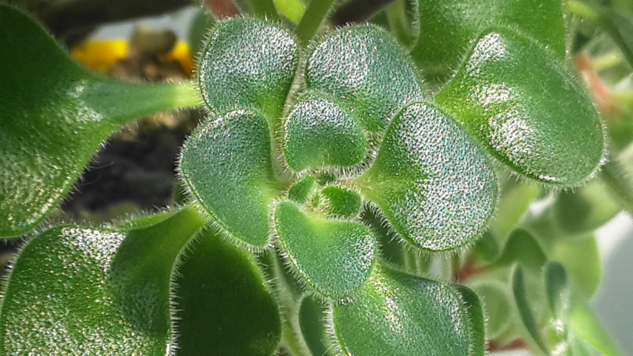 Аихризон суеверия