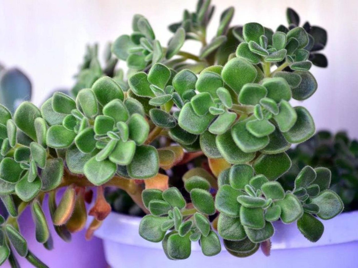 Аихризон цветок