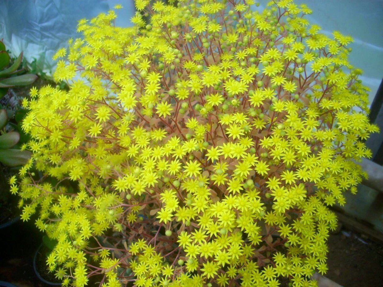 Аихризон цветок