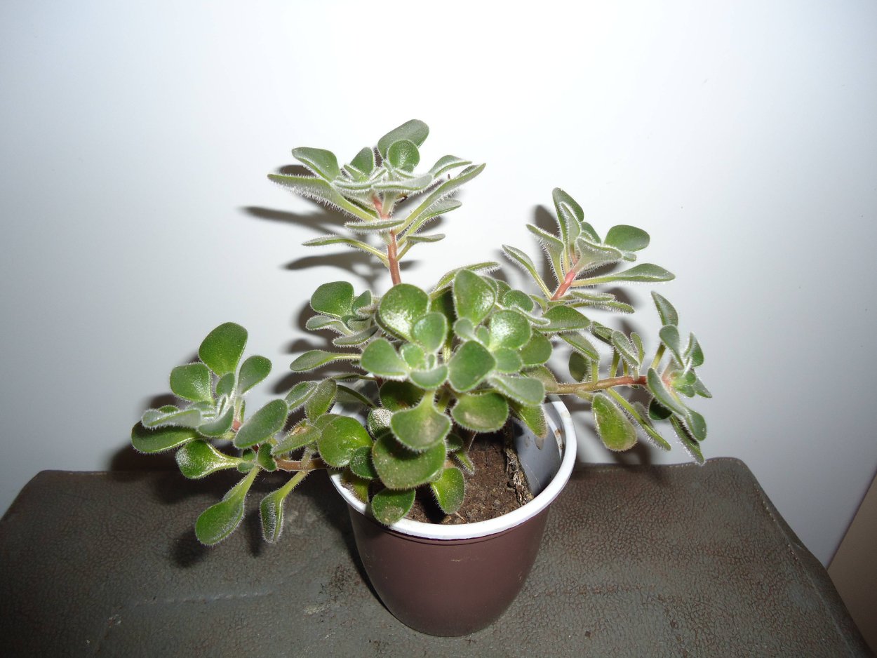 Толстянка аихризон семена