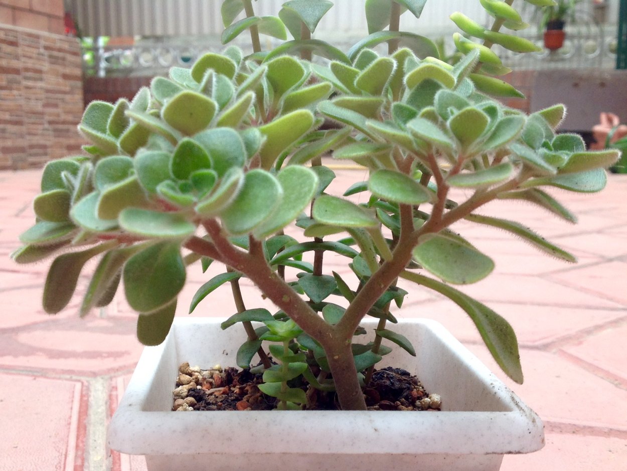 Аихризон Бетанкура