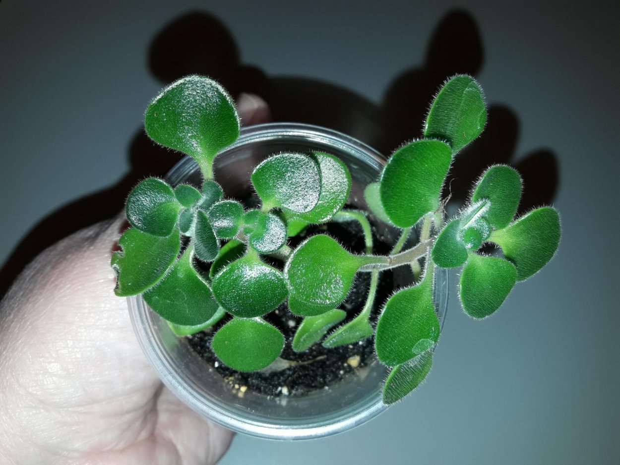 Толстянка аихризон