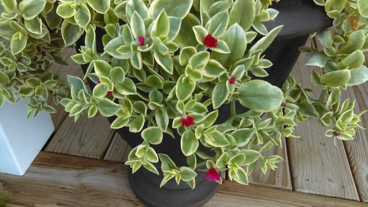 Ампельный суккулент аптения