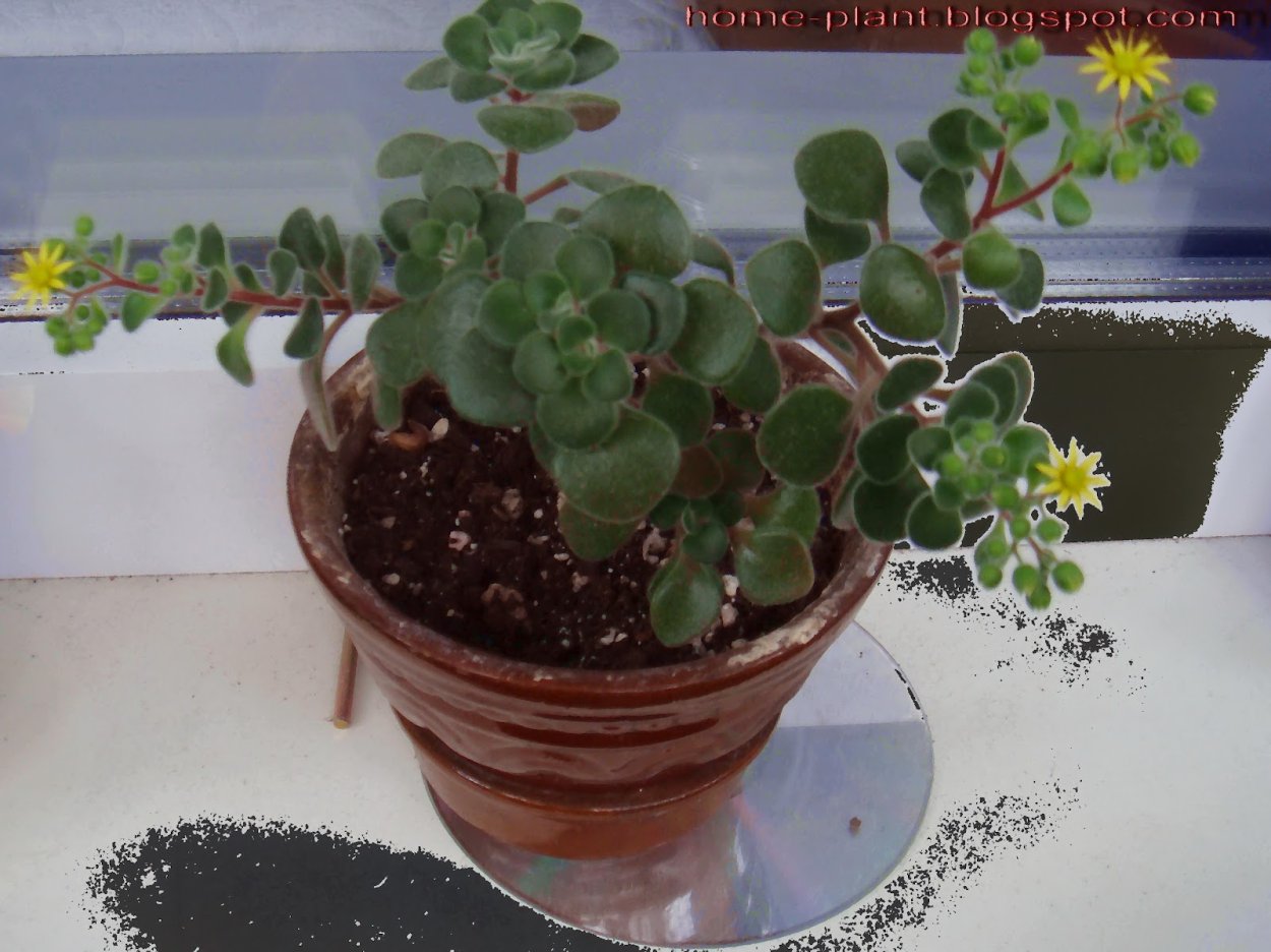 Аихризон размножение