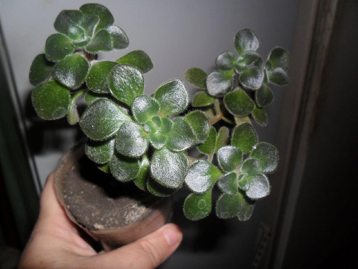 Аихризон точечный