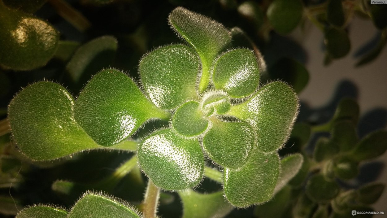 Аихризон точечный